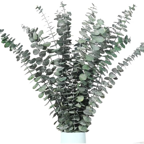 pclapora 12 Pezzi Eucalipto Essiccato Naturale, Decorazione di Fiori Secchi, Eucalipto Essiccati Steli di Fiori Secchi e Conservati Verde Fresco Naturale, per Balcone Matrimoni Casa Festa Decorazione