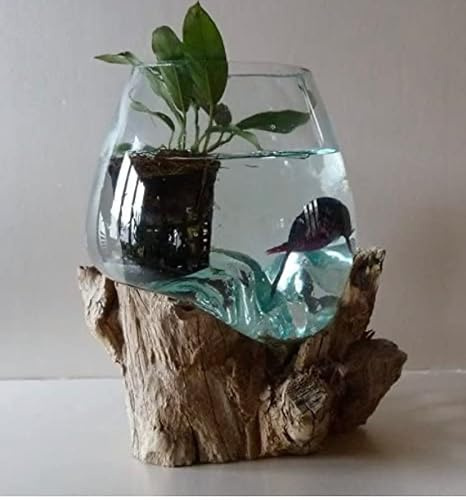 Vase ou Petit Aquarium en Verre soufflé sur Racine de Bois (H. Environ 20cm). Vendeur Francais. Envoi aléatoire Car Chaque Vase est Unique. Livraison Express en Point Relais.