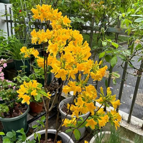 Semi di rododendro e azalea - giardino di arbusti per giardinieri semi selvatici organico resistenti vecchie varietà d'appartamento resistenti per 80pcs