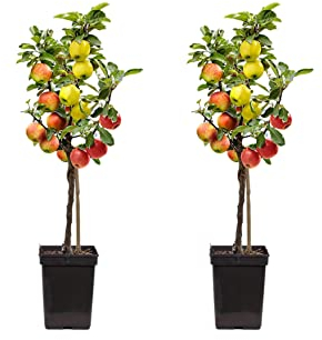 Plant in a Box - Apfelbaum mit 3 Apfelsorten in einem Baum - 2er Set - Höhe 60-70 cm - Topf 17cm - Malus Elstar, Jonagored & Golden Delicious - Mehrsortiger Obst für Garten & Terrasse