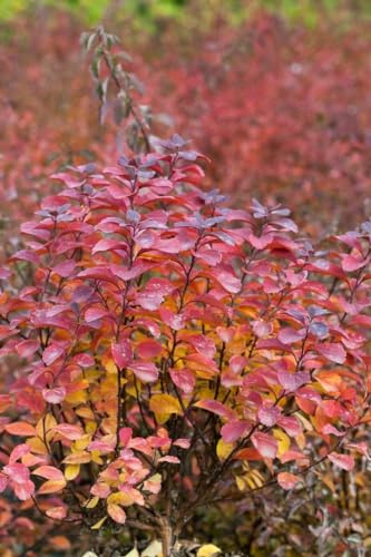 Birkenblättrige Spiere Spiraea betulifolia Tor 30-40 cm winterhart | Sonniger bis halbschattiger Standort, schnittvertraeglich, ideal fuer Beet und Vorgarten, bienenfreundlich, robust