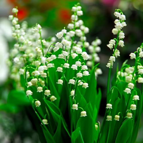 10 bulbos de Convallaria majalis (Lirio de los valles | Bulbos de los mejores productores holandeses | Selección exclusiva y control de calidad | Floración garantizada. (5 bulbos de Convallaria