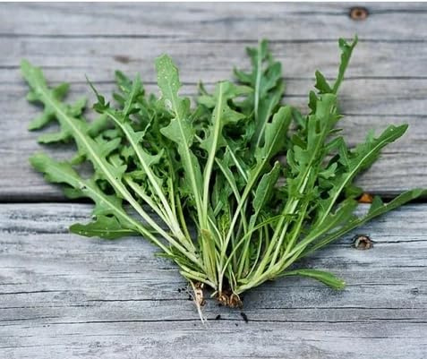 1000 Semi di Rucola Selvatica, Ruchetta Selvatica per Insalate, Ricca di Vitamina C, Acido Folico, Calcio, Potassio e Magnesio, wild arugula seeds
