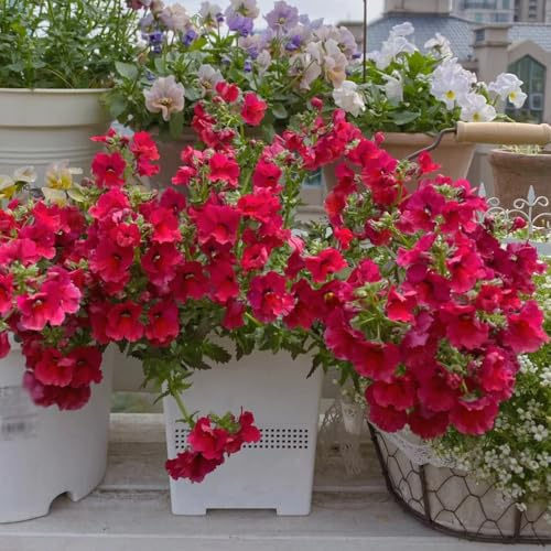 Elfenspiegel - bienenfreundliche blumensamen exotische hochbeet balkon alte sorten deko mehrjährig bodendecker 150samen