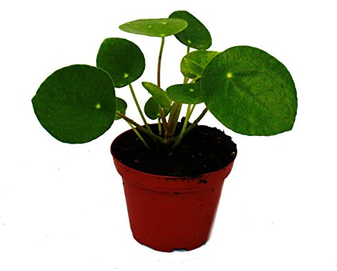 Mini Pilea peperomioides Glückstaler Bauchnabelpflanze im 5,5cm Topf