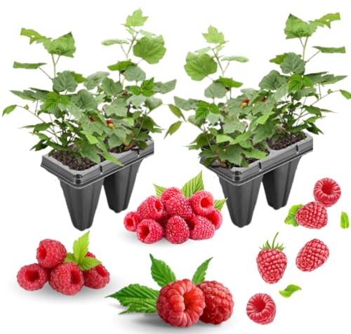 4 Raspberry Bushes Live Plant 5 to 10 Inches Tall, Raspberry Plant Live for Planting, Edible Berries Plant (Red Raspberry)