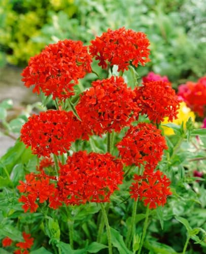 Lychnis chalcedonica 9x9 cm Topf – Winterhart, Mehrjährig, Pflegeleicht – Brennende Liebe – Staude für Beet & Rabatte