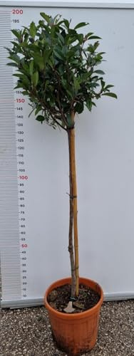 Planta Photinia Fraseri Red Robin Ambientador 1/2 Tallo Florero (Foto Real)