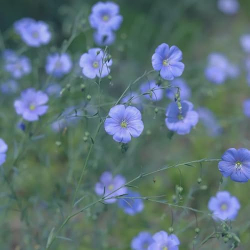 Semi di lino blu - regali per gli amanti del giardino Semi di lino, Linum perenne, da balcone resistenti vecchie varietà da giardino roccioso resistenti 100pcs