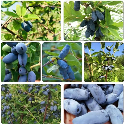 mirtillo siberiano - perennes resistente per giardini di rocce semi decorazione balconi semi perenni 50pcs