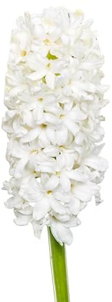 Hyazinthenzwiebeln 20 x 'White Blush' - The Bulb Farmers - Fruhjahr - in den Niederlanden gezuchtet - Hyazinthen Zwiebeln - Blumenzwiebeln
