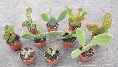 Kit collection d'Opuntia (Par 10) / Conteneur de 0.5 à 0.9 litres/Succulente/Cactée