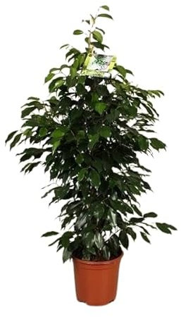 Ficus Benjamina Natural para Interior - Maceta de 17cm y Altura de 100cm