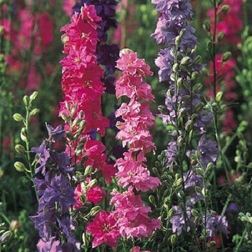 450 Seeds of Tall Larkspur Stock Flowered Mix