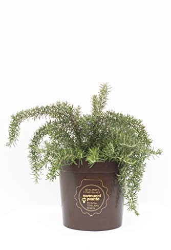 Rosmarinus officinalis 'Prostratus', Rosmarino prostrato, Pianta vera in vaso Vannucci Piante, Pianta da terrazzo (cod. 22) (1x)