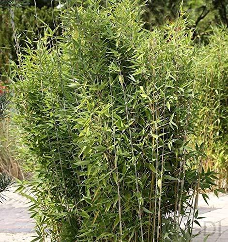 Gartenbambus Obelisk® 125-150cm - Fargesia nitida - lebende Gartenpflanze aus den Baumschulen