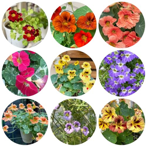 semillas de capuchina colgando de primavera, silvestres de capuchina trepadora orgánicas para parterres, decoración de balcones, 150pcs