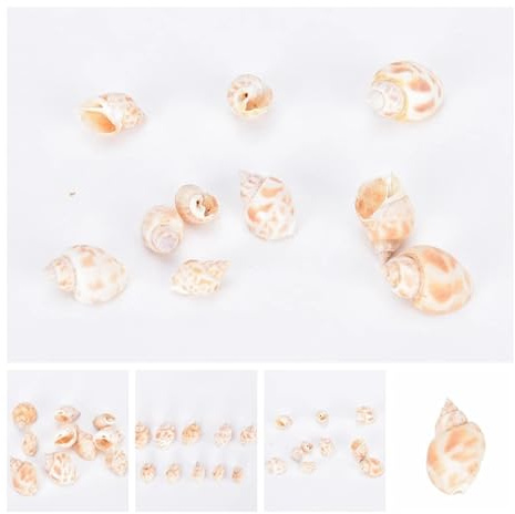 Coquilles de mer Coquilles de mer Mixtes, Coquillages for l'artisanat Coquillages Saint-Jacques Artisanat Décor Ornement Coquillages Naturels Colorés Décorations 20 pièces