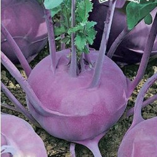 Semenza di Cavolo rapa Violetta Légumes biologiques ucraino. 150 Semi:Grani