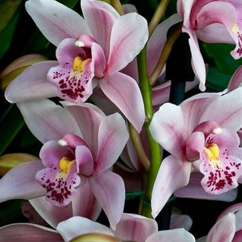 Cymbidium Orchid bulbi,Orchidea del cymbidium,Ambiente paesaggistico,Piante erbacee perenni,Decorazione del giardino,cymbidium pianta(Non Fiori artificiali,senza semi)-3 bulbi-I