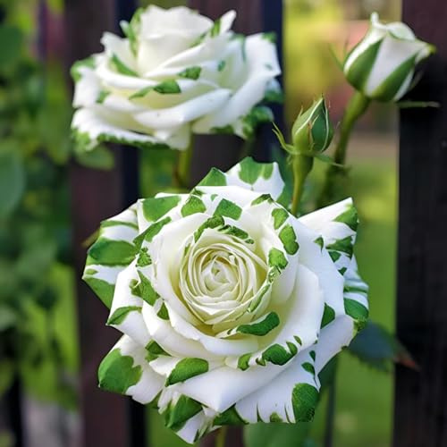 rosa jardín rosales trepadores 10bulbos