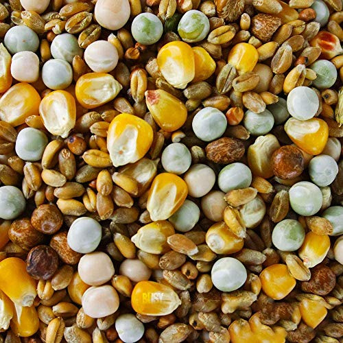 BusyBeaks Four Seasons Pigeon Corn | Premium Grade Natural Food Mix | Rich in Nutritious Oils Vitamins and Minerals | Perfect Year-Round Wild Bird Seed Feed | High in Protein Energy & Fibre (25kg)