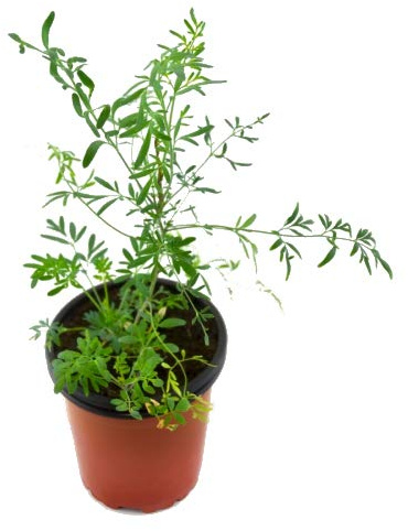 Ruda de Hoja Estrecha Ruta Angustifolia Maceta 10cm Planta Natural