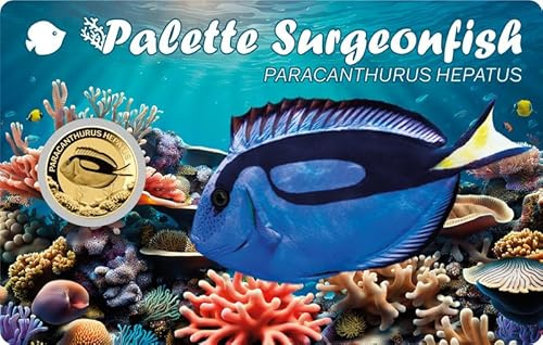 DEUTSCHER MÜNZEXPRESS Palette Surgeonfish | Sea Creatures | Feingoldmünze | Mehrwertsteuerfrei | In Coincard | Mit Echtheitszertifikat