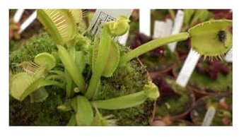 Stk - 5x Dionaea muscipula Redline Venusfliegenfalle Pflanzen Samen B1264 - Seeds & Plants Shop by Ipsa