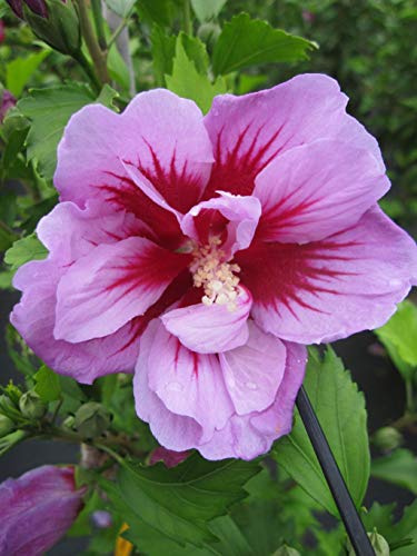 Hibiscus syriacus Purple Pillar (S) - Garteneibisch Purple Pillar - 80-100
