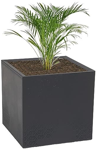 Macetero resistente a la intemperie en elegante aspecto de hormigón, color antracita, cuadrada, dimensiones 40 x 40 cm, altura 39 cm, con ruedas, 36 l de capacidad, paraíso de flores