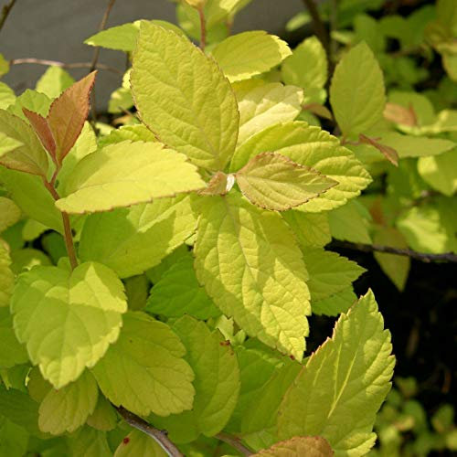 Spiraea Japonica 'Goldmound'- Spirée Japonaise 'Gold Mound' 25-30 cm en conteneur