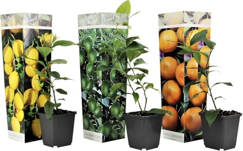 Citrus Pflanzen Mix - 3er Set - Zitronenbaum, Orangenbaum, Limettenbaum - Topf 9cm - Höhe 25-40 cm