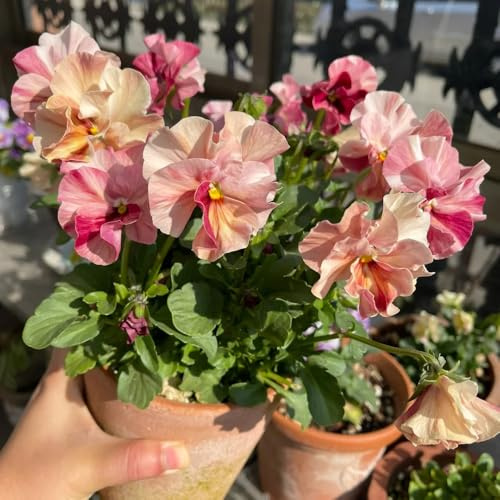 Semi di viola cornuta, da giardino Viola cornuta - rare per luoghi soleggiati decorazione 600pcs