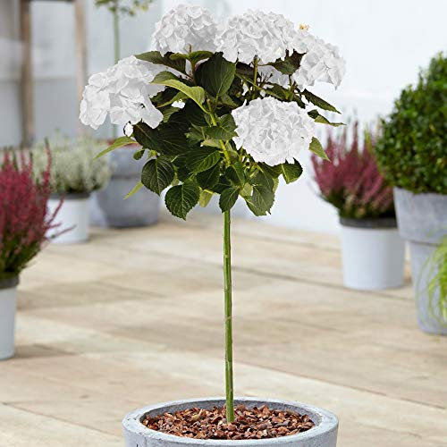 Hydrangea Macrophylla Tree Collection | Deciduous Trees for Small Gardens Patios Plant Borders | Potted Lollipop Blue, Pink, White & Red Trees | Climbing Hydrangea Flower (70-80cm (Incl. Pot), White)