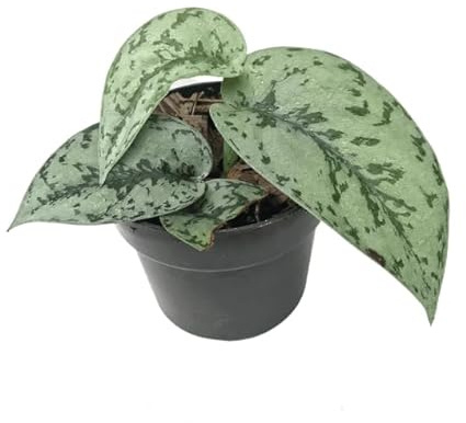 Scindapsus Natural Planta Exótica que Complementa tu Estilo Decorativo