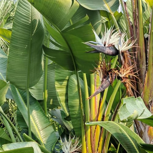 semillas de Strelitzia, jardín rocas ave del paraíso Decoraciones exteriores invernaderos balcón extraño resistentes, 80pcs
