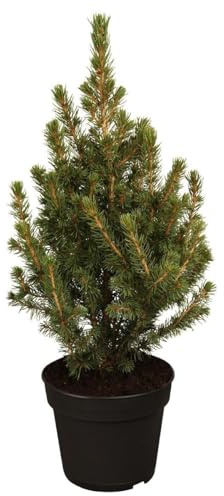 Zuckerhutfichte Picea glauca Conica 30-40 cm Konifere winterhart | Kompakter Wuchs, langsam wachsend, sonnig bis halbschattig, ideal für Balkon, Terrasse und Vorgarten, dekorative Kegelform