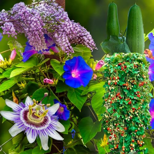 KIT DE GRAINES DE PLANTES GRIMPANTES | 5 sachets de GRAINES | Glyzinie | Fraise Grimpante | Passiflore | Luffa | Liseron (Ipomée) bleu