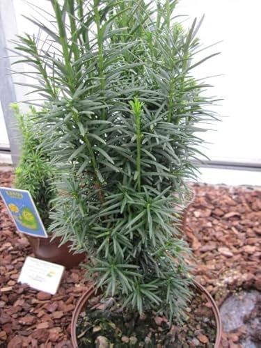 Taxus baccata fastigiata Sibirica - Säuleneibe Sibirica - 30-40 cm - Nadelgehölz