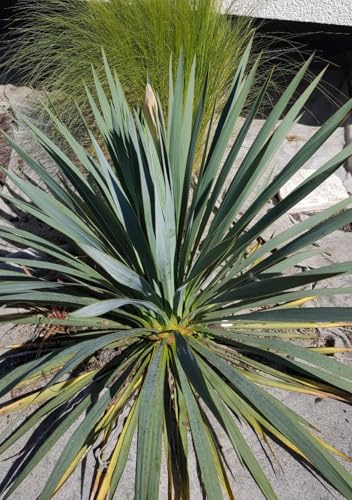 Yucca x 'French Flag' cov/Ecomotte/Résistant au sec