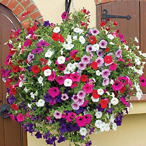 ULTREY Seed - 200 Pcs Hanging Petunia Flower Seeds Mixed Colors Flower Perennial Bonsai Petunia Seeds Perennial Hardy Shine Your Garden