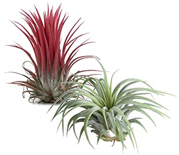 DECOALIVE Duo de Tillandsias Ionantha Pack Tillandsia Color Rojo + Tillandsia Color Verde Plantas del Aire, 8436601570161