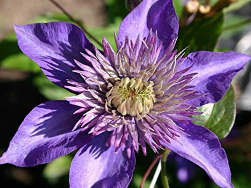 Clematis Multi Blue - Live Plant in a 4 Inch Growers Pot - Starters Ready for The Garden - Beautiful Lavender Blue Flowering Vine