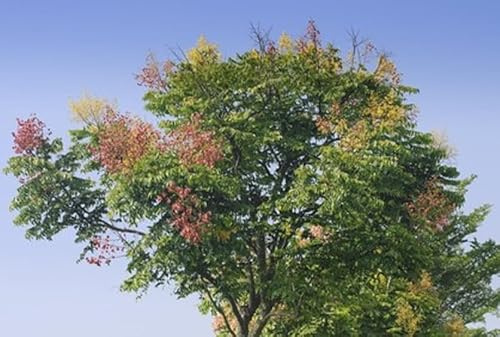 Blasenbaum Koelreuteria paniculata Lampionbaum frosthart 10 Samen