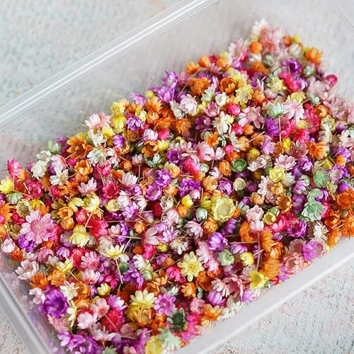 Xiyocadt 280 Stück Mini Trockenblumen zum Basteln, Natürliche Echte Kleine Trockenblumen für Harz Nägel Schmuckohrringe, Seifenherstellung, Kerzenherstellung, Getrocknete Gepresste Blumen