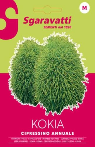 Semi di Cipressino Annuale Kokia, cochia sementi selezionati seeds semen graines semillas