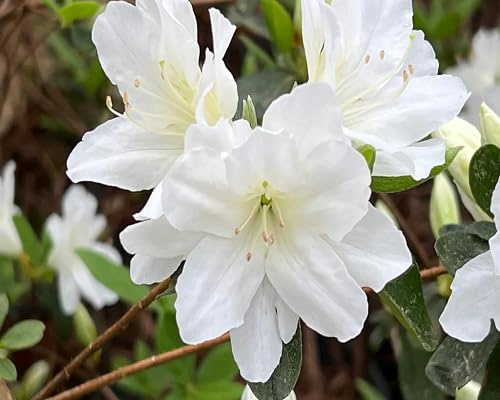 100pcs White Azalea Flower Seeds
