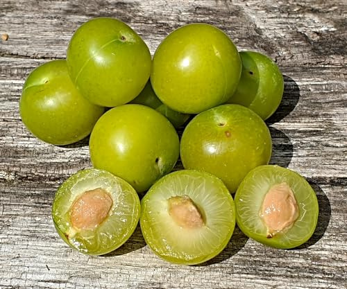 Prunus cerasifera Samen, türkische Pflaume, Can erik, Wildobst (10 Samen)