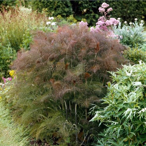 Eden Brothers Fennel Seeds - Smokey Bronze